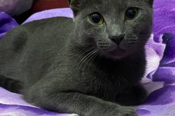 Найдена русская голубая кошка, ул. 2-ая Комсомольская, 50