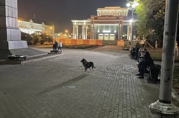 Собака найдена около театра на Московской улице, г. Пенза