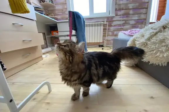 Пропала сибирская кошка в Томске, окрас - черепаший