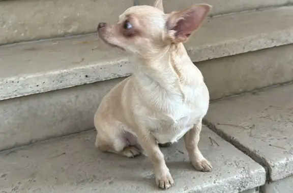 Собака Кремовый чихуахуа на Центральной улице, 24