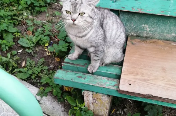 Найдена ласковая кошка на ул. Луначарского, 5 к1, Тверь