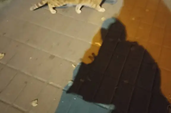 Найдена кошка около ж/д станции на ш. Энтузиастов, Москва