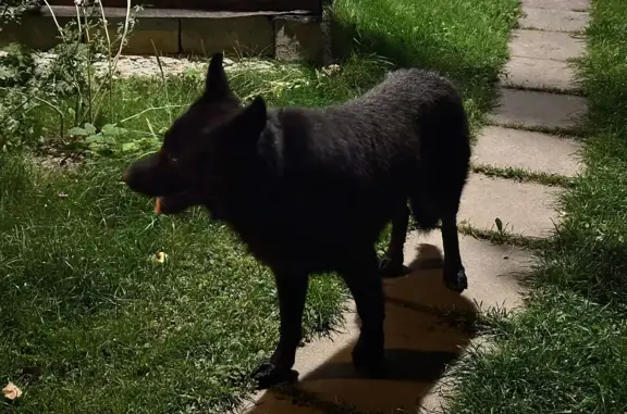 Найденные животные Московская область, фото: Найдена черная собака с ошейником Московская обл.