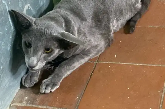Кошка ориентал найдена на Пятницком шоссе, 43