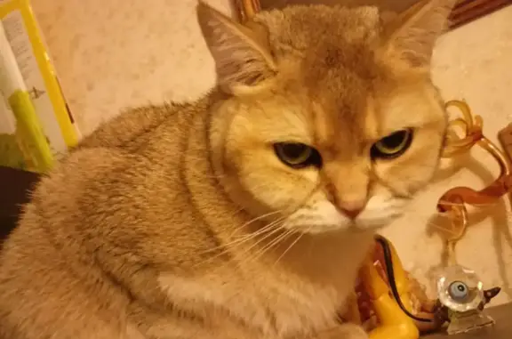 Кошки потеряшки, Москва, фото: Потеряшка кот Патрик в парке Останкино, г. Москва