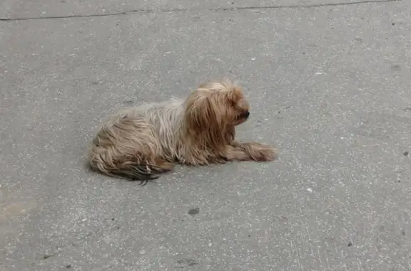 Найдена собака йоркширский терьер, Иркутск