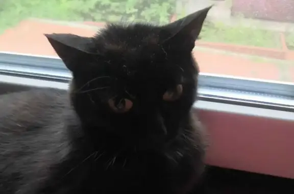 Пропала ласковая кошка, Черный цвет с белыми ворсинками, Дьяково, Беляницкое