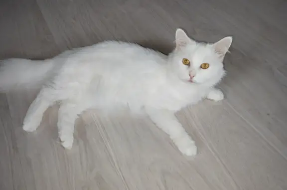 Пропала белая кошка на Ново-Гагаринской улице