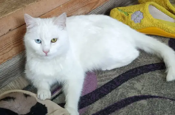 Пропала белая кошка в Горячем Ключе, Краснодарский край
