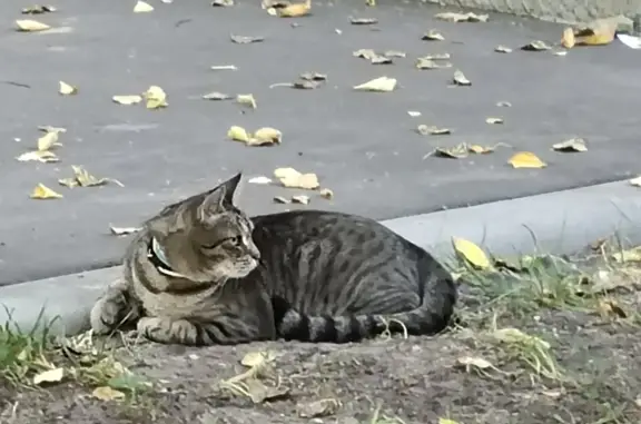 Найдена кошка у подъезда на ул. Гарибальди, 23 к5, Москва