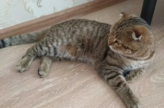 Пропала кошка Шерхан, Высокая Гора, Татарстан