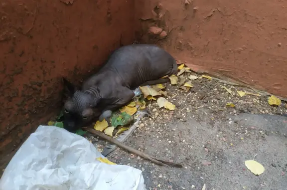 Сфинкс без движения найден на Буденного 1/1, Москва