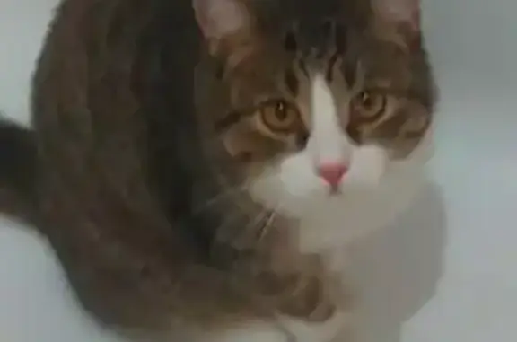 Объявления о пропавших и найденных животных, Новосибирск, фото: Пропала кошка на ул. Николая Сотникова, 2, Новосибирск