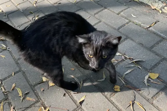 Найден ласковый котик с ошейником на Наро-Фоминской улице, Москва