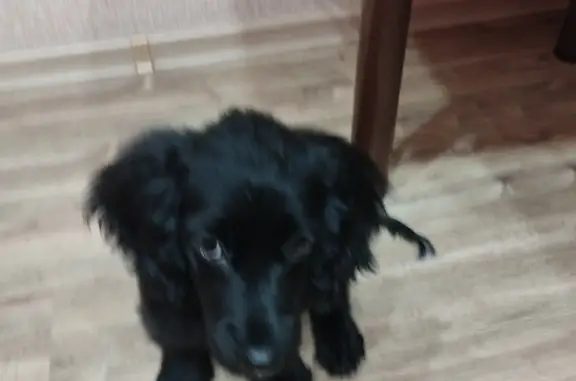 Собака найдена в Ангарске, Иркутская обл.