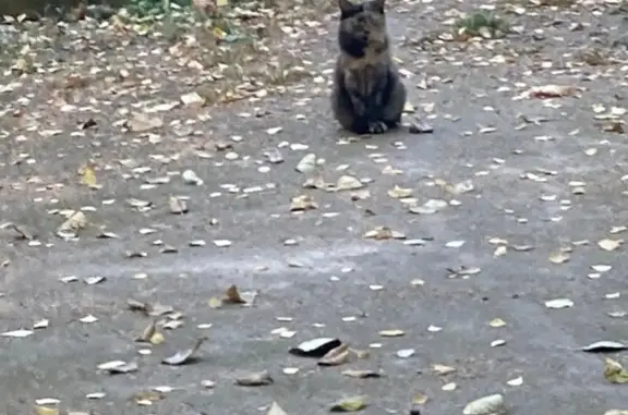 Найдена кошка на Полоцкой улице, Москва