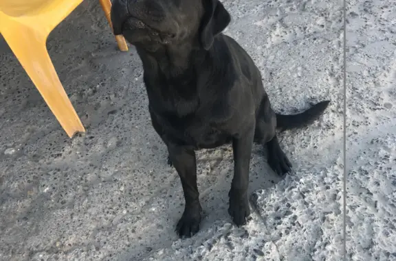 Собака найдена: лабрадор, черный окрас, Камышин