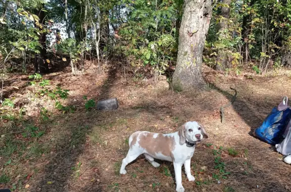 Найдена собака Песель в Колтушском поселении
