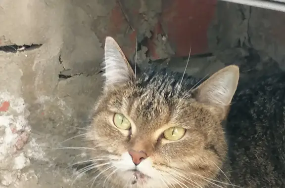 Найдена кошка на Краснопольском проспекте, 27