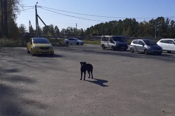Найден черный лабрадорчик возле Пятерочки, Рождествено