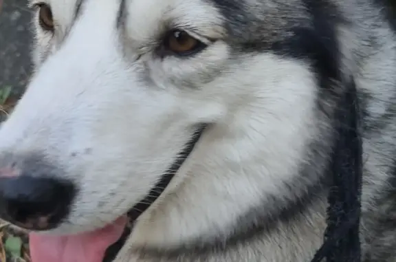 Найдена собака, Чалнинское, фото: Найдена собака Девочка возраста 1,5 лет, серо-белого окраса.