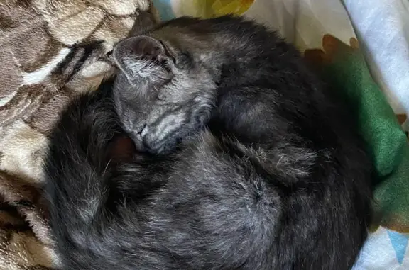Кошка найдена на ул. 40 лет ВЛКСМ, 55, Волгоград
