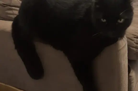 Кошки потеряшки, Санкт-Петербург, фото: Потеряшка черный кот Леня, Торжковская ул. 14, СПб