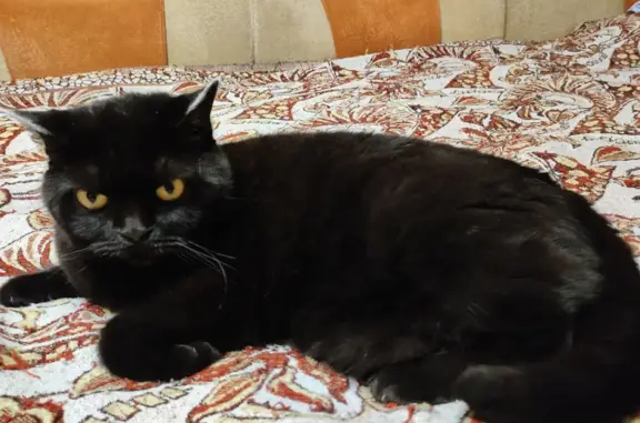 Кошки потеряшки, Санкт-Петербург, фото: Потеряшка кошка: ул. Маршала Тухачевского, 5 к3, СПб