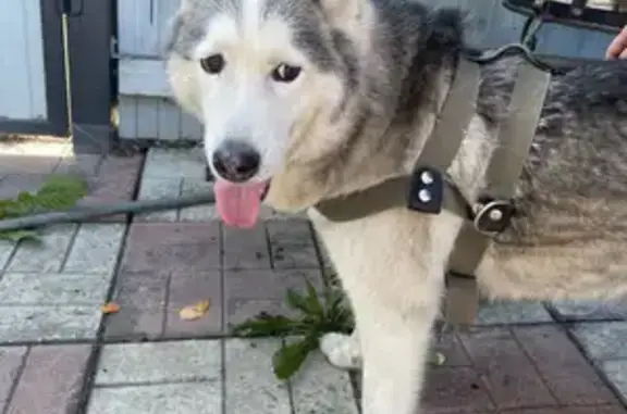 Найдена собака, Элитовский сельсовет, фото: Найдена собака на Рябинино, Красноярский край