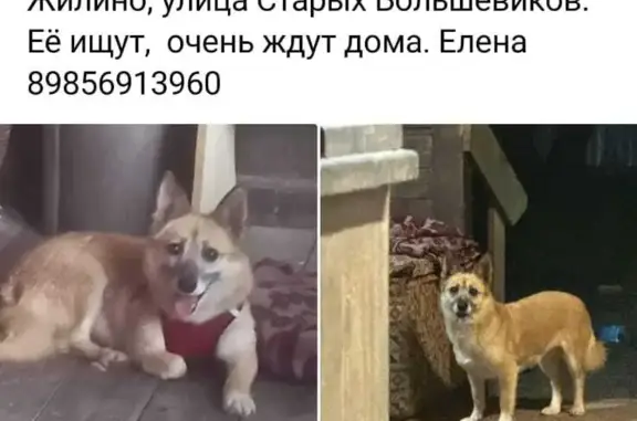 Пропала рыжая собака в Московской области
