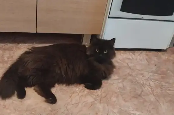 Пропала черная кошка Василий, ул. Богдана Хмельницкого, 127 к1, Чебоксары