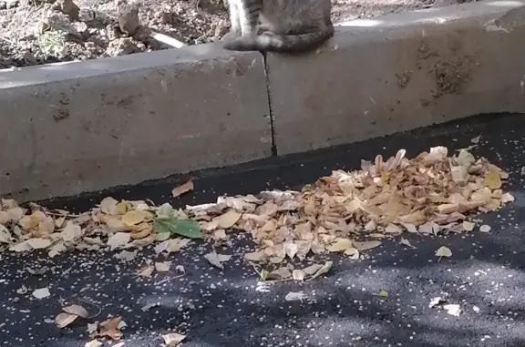 Найдена кошка Котёнок девочка, серого цвета, Дубнинская улица, 23, Москва