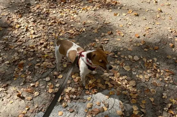 Собака найдена на ул. Пацаева, Пенза
