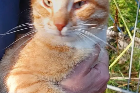 Голодный котенок найден в Кондопоге, Карелия