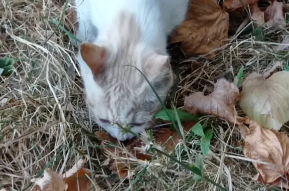 Найден пугливый котик на ул. Тухачевского, Ставрополь