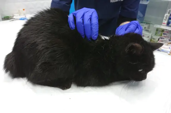 Найдена раненая кошка, лечится в Зооветцентре
