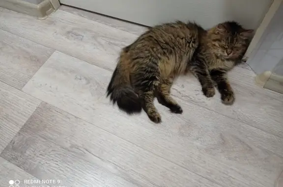 Найдена кошка Полосатая, пр. Декабристов, 18, Пермь