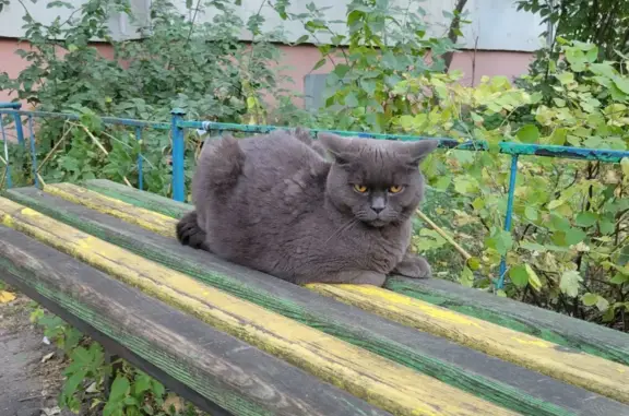 Найдена британская кошка на ул. Космонавта Комарова, 12, Воронеж