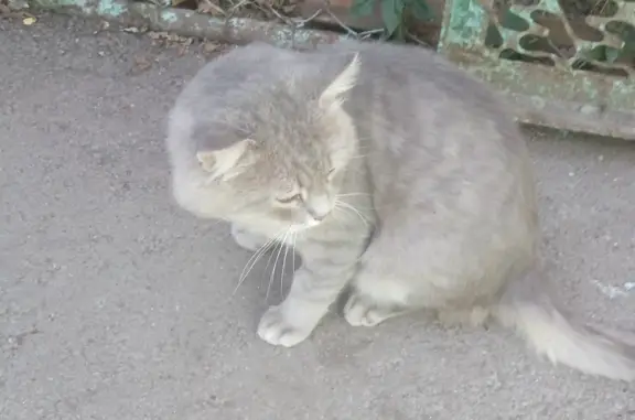 Котик в плохом состоянии найден на ул. Островского, 95А