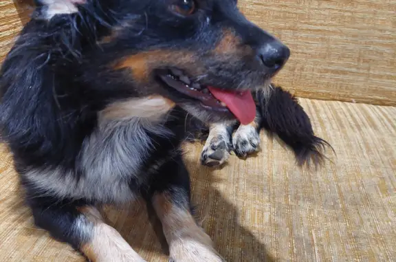 Собака найдена на Заречной улице, Уварово
