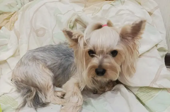 Найдена собака, Тверь, фото: Собака Йоркширский терьер, девочка, бульвар Шмидта, 35, Тверь