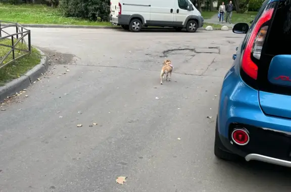 Собака в розовой шлейке ищет хозяина на Софийской улице, СПб