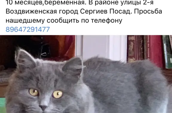 Пропала кошка в Сергиевом Посаде, 2-й Воздвиженский переулок