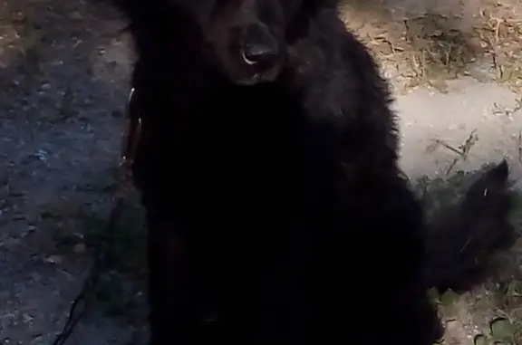 Пропала собака Мальчик в Копейске, Челябинская область