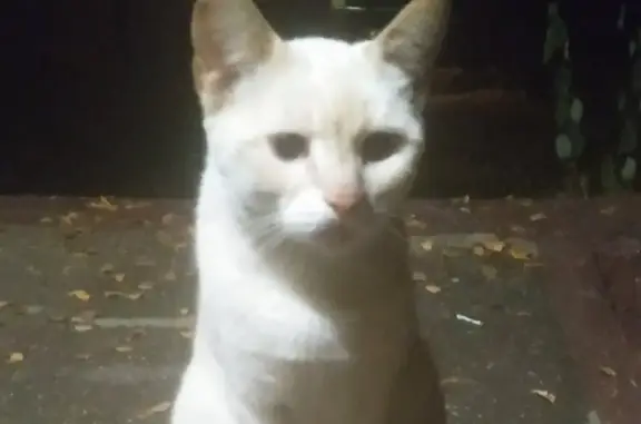 Найдена светлая кошка на 13-й Парковой ул., Москва