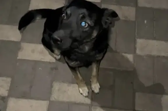 Пропала собака в Отрадном, Воронежская обл.