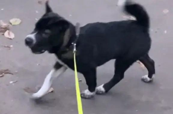 Пропала собака: Чёрный, ошейник с красными нитками, Подольская улица, 1, Москва