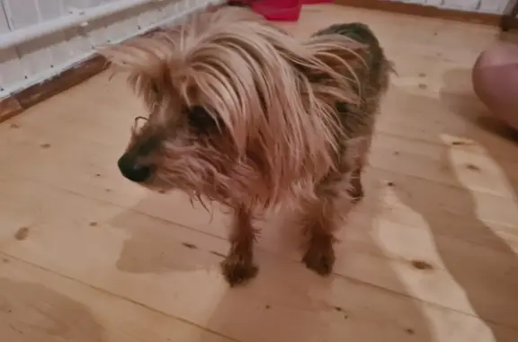 Собака Йоркширский терьер найдена возле СНТ Поле чудес