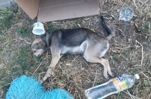 Найдена собака в Новотитаровской, нужна помощь