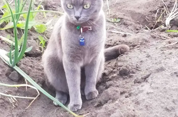 Пропала кошка Девочка в Московской области